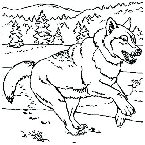 running wolf wolf kids coloring pages