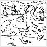 Wolf Coloring Pages Kids Print Printable Animals Children Justcolor sketch template