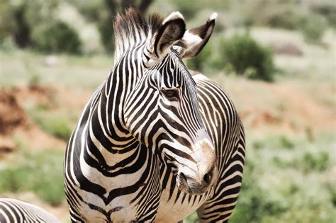 grevys zebraslearn   wildlife conservation network