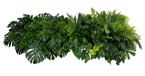 premium photo green leaves  tropical plants bush floral arrangement