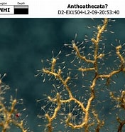 Afbeeldingsresultaten voor Anthoathecata. Grootte: 176 x 185. Bron: www.ncei.noaa.gov
