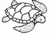 Turtle Coloring Sea Pages Drawing Color Print Printable Turtles Cute Adults Easy Shell Loggerhead Kids Clipart Leatherback Clip Preschoolers Tortoise sketch template