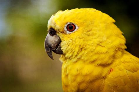 albino parrot  thiago bazzi  px parrot albino macaw