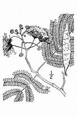 Mimosa Tree Getdrawings Drawing sketch template