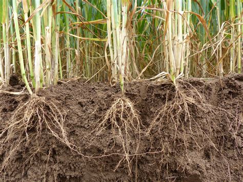 crop gene discovery    root  food security uq news