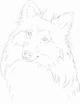 Sheepdog Sheltie Sketch Shetland Drawing Drawings Dog Easy Getdrawings Paintingvalley sketch template