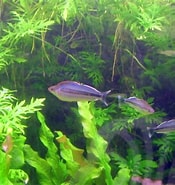 Afbeeldingsresultaten voor "coelodecas Pygmaea". Grootte: 175 x 185. Bron: www.rainbowfish.angfaqld.org.au