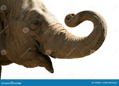 elephant head stock image image  isolated wild trunk