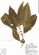 Afbeeldingsresultaten voor Irenium teuscheri Geslacht. Grootte: 150 x 210. Bron: plantidtools.fieldmuseum.org