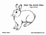 Hare Hares Mammals sketch template