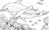 Coloring Pages Bottlenose Dolphins Dolphin Printable Drawing Paper Dot sketch template