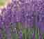 Image result for Word:("hidcote Superior Lavender" "zone 5 9" Purple "16 18 Inches" "full Sun"). Size: 64 x 56. Source: springbankgreenhouses.com