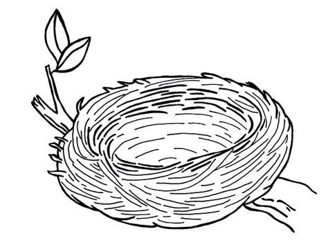 bird nest coloring