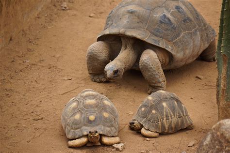 species  turtles tana flickr photo sharing
