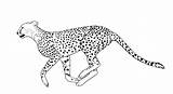 Cheetah Drawing Draw Coloring Pages Kids Easy Outline Clipart Running Drawings Print Baby Cub Line Cartoon Body Printable Color Animal sketch template