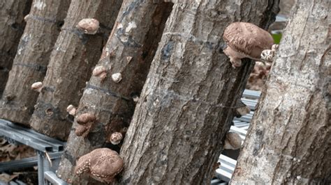 mushroom logs homesteadin hawaii