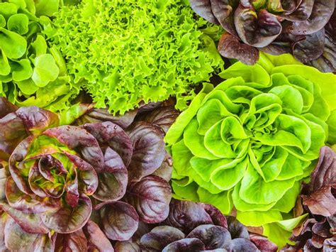 lettuce varieties learn    types  lettuce
