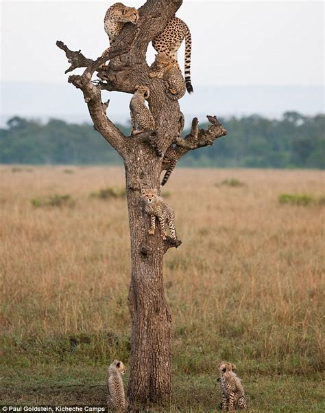 kenyas wild world   mum cheetah cubs pictured climbing trees