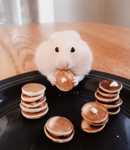 vsco create discover  connect cute hamsters funny hamsters hamster names
