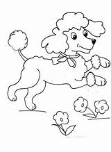 Coloring Poodle sketch template