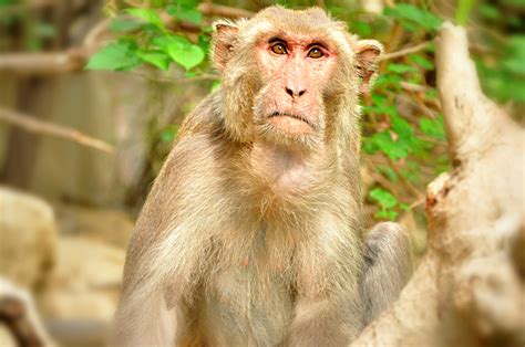 monkeys practicing social distancing spotted  india thehealthmania