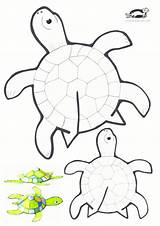 Turtle Template Paper Plate Disc Green Use sketch template