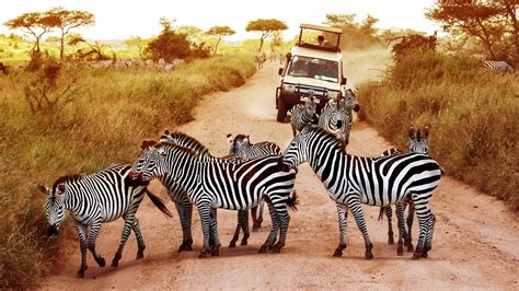 Experience The Best Of Tanzania With Elsewhere Lonely Planet
