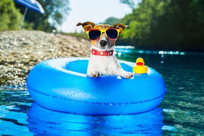 important tips  penn vet   pets healthy  summer