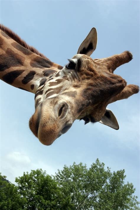 girafe mieux connaitre les girafes  leurs girafons dont le  en fait le  grand