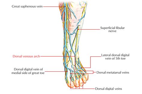 dorsal venous arch hand foot earths lab