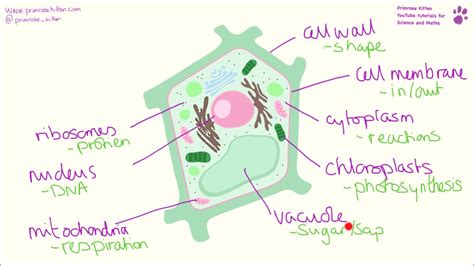 simple plant cell structure