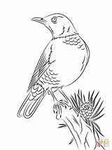 Robin Coloring Pages American Bird Para Colorear Dibujo Woodland Drawing Dibujos Mirlo Primavera Printable Birds Red Perched Posado Imprimir Template sketch template