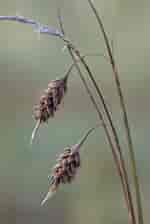 Image result for Carex_limosa. Size: 150 x 224. Source: www.plantarium.ru