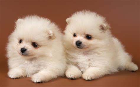 adorable puppies puppies wallpaper  fanpop