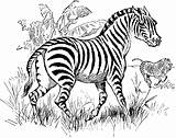 Zebra Coloring Clipart Kids Pages Animal Etc Original Large sketch template