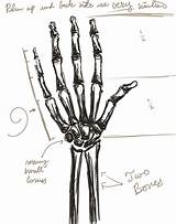 Hand Skeleton Sketch Drawing Paintingvalley sketch template