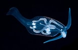 Afbeeldingsresultaten voor "cephalopyge Trematoides". Grootte: 157 x 100. Bron: www.pinterest.co.uk