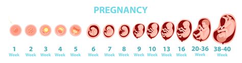 week  week timeline   stage  pregnancy pigeon malaysia