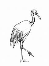 Crane Bird Drawing Chinese Netart Sketch Pencil Olympus Camera Digital Coloring Getdrawings Pages sketch template