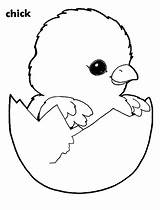 Coloring Pages Chicken Chick Baby Hatching Chicks Kids Egg Adorable Little Sheets Eggshell His Easter Printable Color Drawing Print Variety sketch template