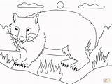 Wombat sketch template