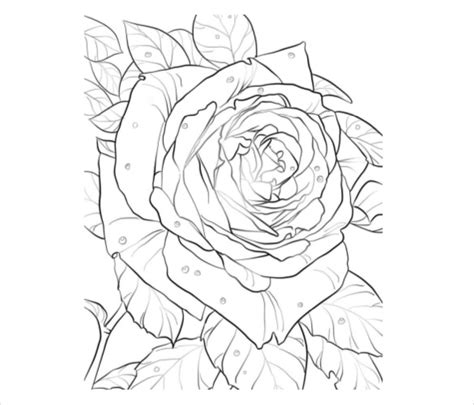 realistic rose coloring pages  getcoloringscom  printable