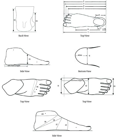 foot dimensions lengths  fl  toe length  fl