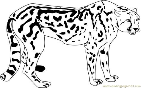 beautiful cheetah coloring page  kids  cheetah printable