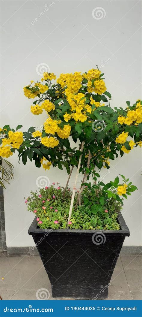 beautiful yellow flower  pot jpeg photo stock image image