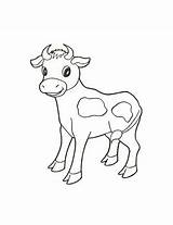 Baby Cow Template Coloring Animal Animals Pages Printable Cows Calf Templates Version sketch template
