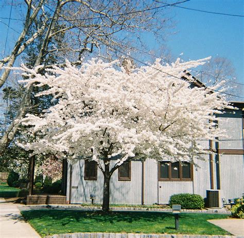 white cherry blossom tree  photo  flickriver