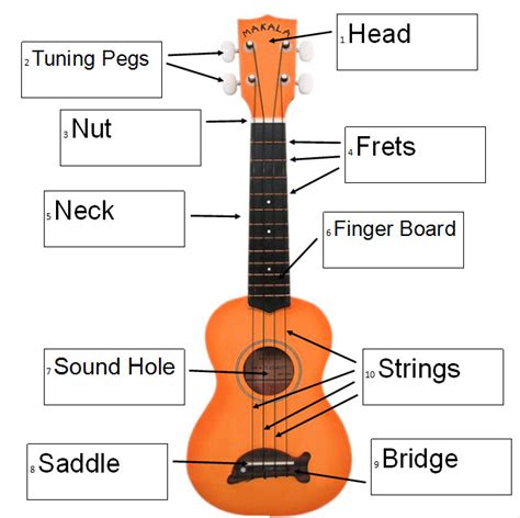 ukulele anatomy worksheet gif diagramnesia