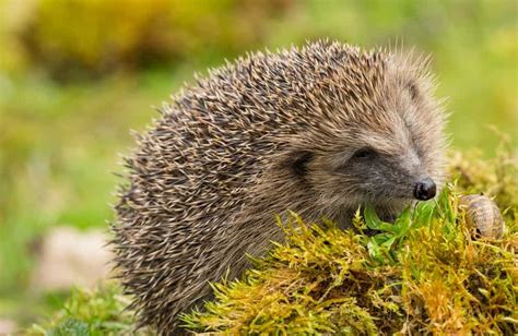 types  hedgehogs  fun facts