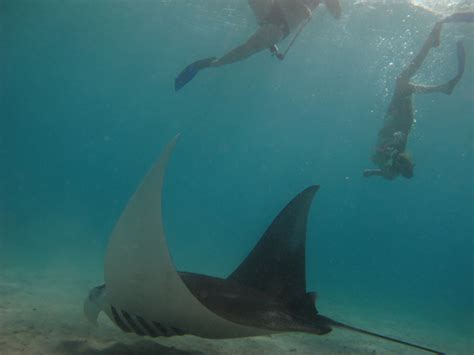 snorkelen op curacao snorkelplekken en tips